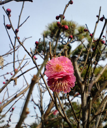 春はそこまで^^