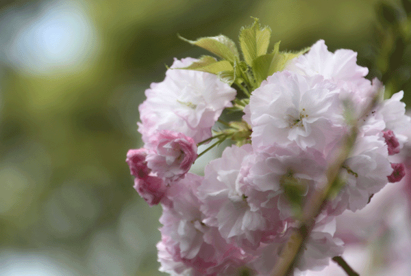 八重桜~♪