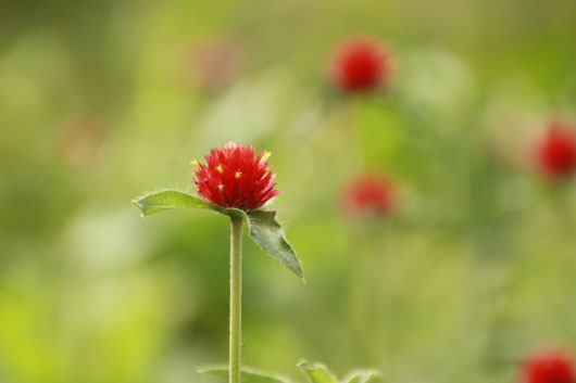 千日紅
