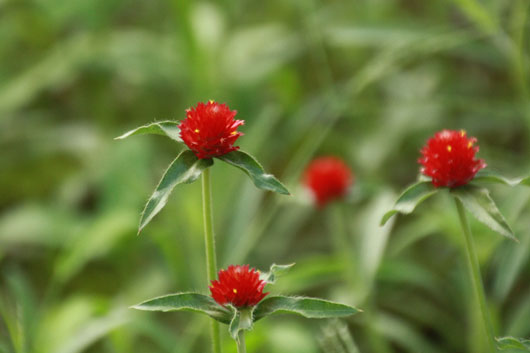 千日紅
