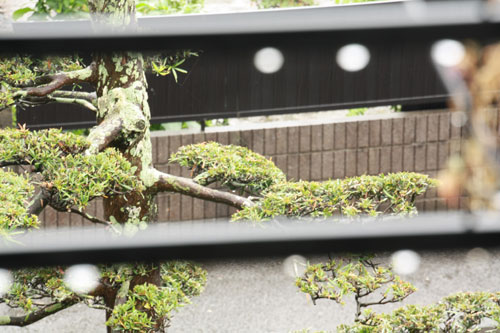 雨だれ