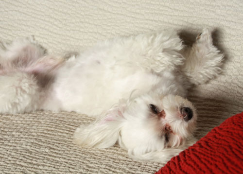 眠いです~☆