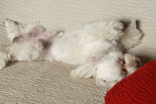 眠いです~☆