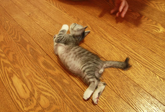 炎たこ^^
