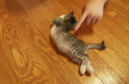 炎たこ^^