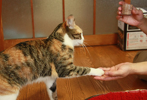 「お手!!」