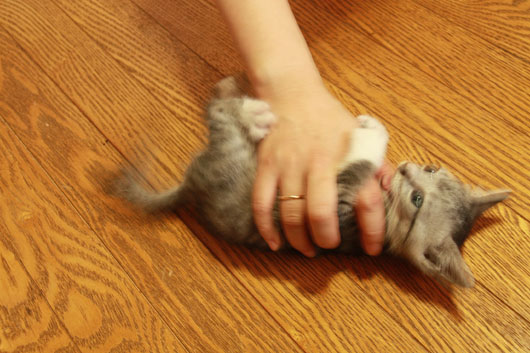 炎たこ^^