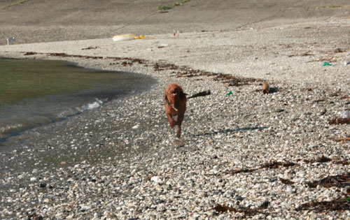 チョコディーと海♪