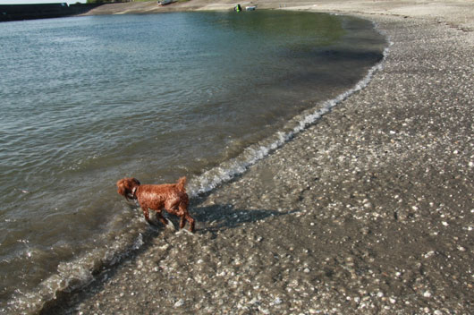 チョコディーと海♪