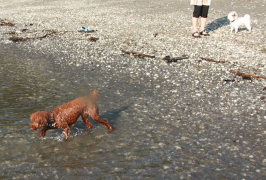 チョコディーと海♪