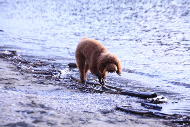 海が大好きなチョコディー^^