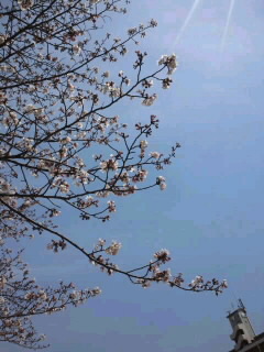 桜の下で〜♪