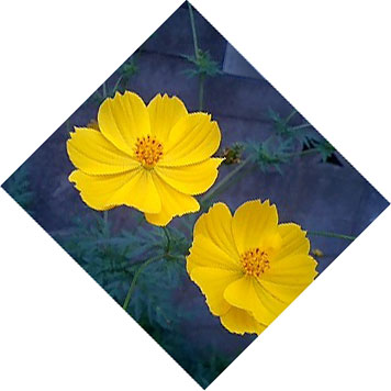 ☆黄花コスモス