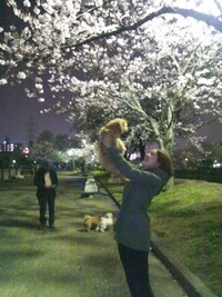 夜桜～♪(追記）