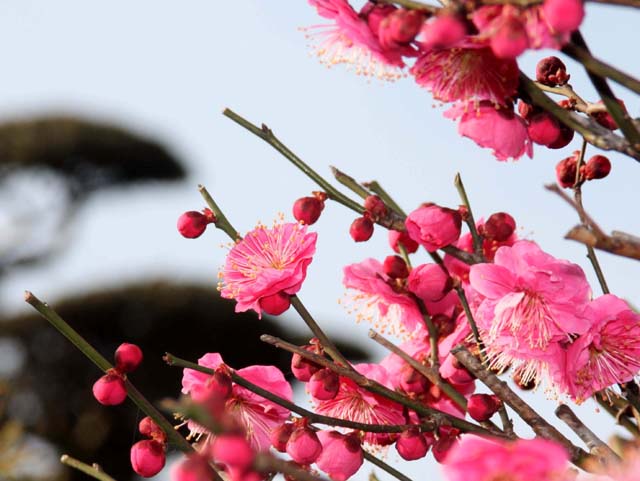 ☆春が来た?