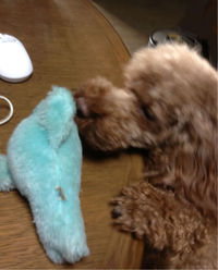 犬の知性と可能性＾＾