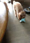 犬の知性と可能性＾＾