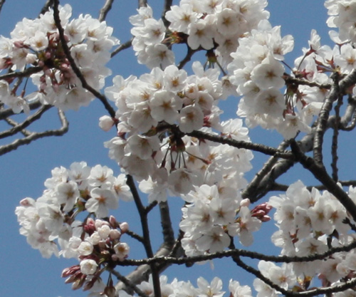☆桜(平和公園)