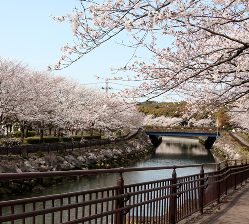 ☆桜(平和公園)