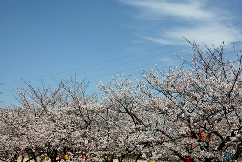 ☆桜(平和公園)