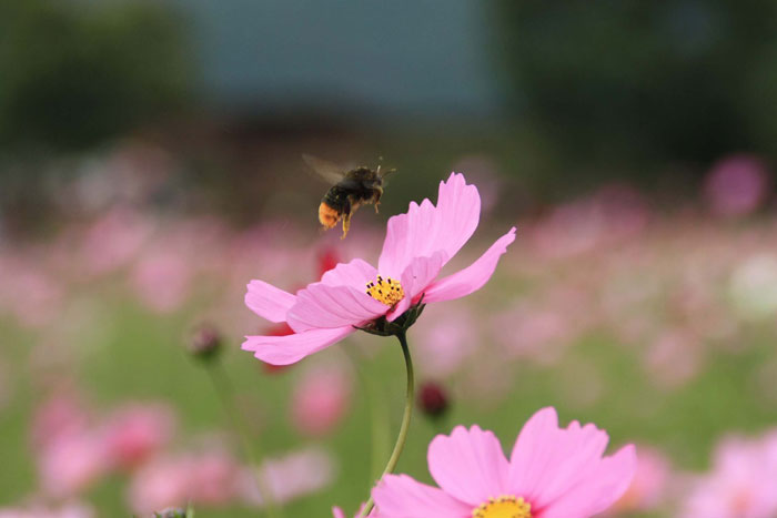 九重花公園に行ってきた♪