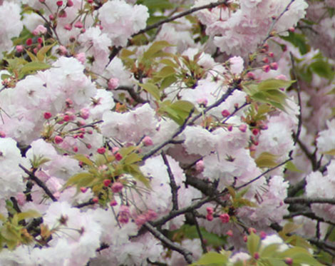☆八重桜