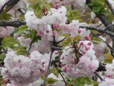 ☆八重桜