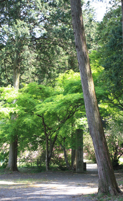 ☆西寒田神社(藤)