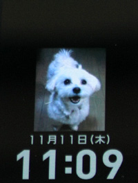 11月11日