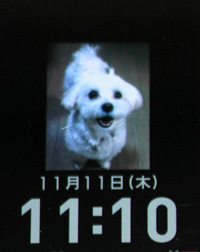 11月11日
