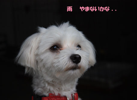 ☆雨・・・
