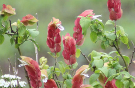 ☆小海老草