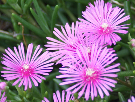 ☆松葉菊