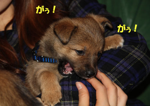 ミルクのパピーちゃん