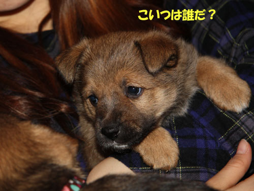 ミルクのパピーちゃん