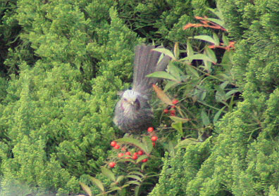 この鳥は?なぁに?