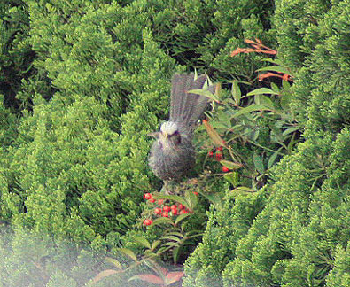 この鳥は?なぁに?