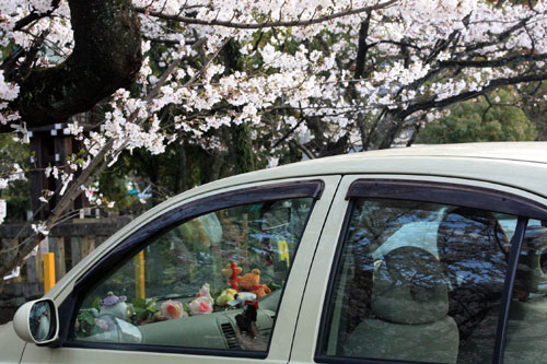 お花見 ・護国神社