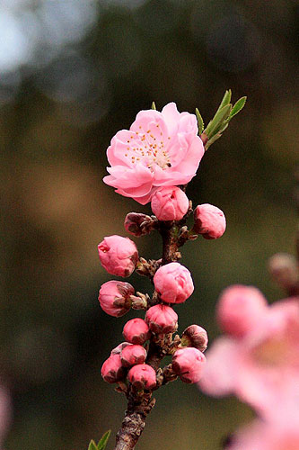 お花見♪
