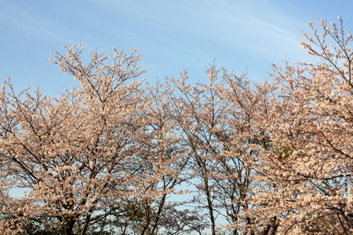 桜の広場♪