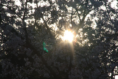 桜の広場♪