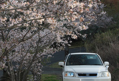 桜の広場♪