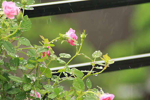梅雨です^^