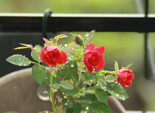 梅雨です^^