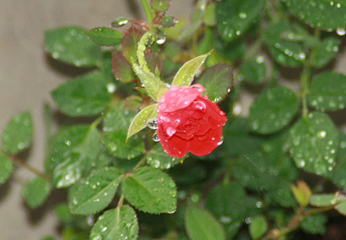 梅雨です^^