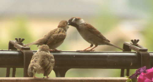 KISS
