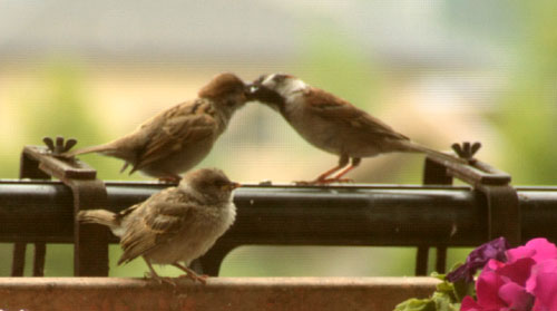KISS