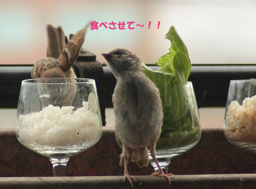 すず太郎~♪2