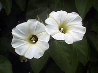 Xtabentún flower