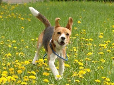 ドジな犬!(笑)